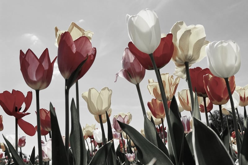 Tulip Art